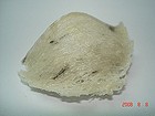 BIRD NEST MALAYSIA - 马来西亚燕窝收购 - 马来西亚燕窝加工 - 马来西亚燕窝清洗加工 - 馬來西亞燕窝买卖贸易 - 馬來西亞燕窝进口与出口商