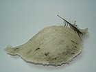 BIRD NEST MALAYSIA - 马来西亚燕窝收购 - 马来西亚燕窝加工 - 马来西亚燕窝清洗加工 - 馬來西亞燕窝买卖贸易 - 馬來西亞燕窝进口与出口商